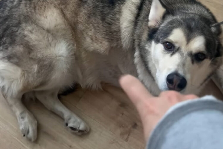 カキカキしてもらっていると勘違い？寝そべる愛犬に向かってジェスチャーをした結果・・！！【海外・動画】