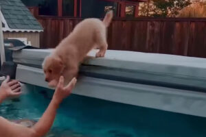 勇気を振り絞った子犬。湯船を怖がっていたけれど・・飼い主さんに向かってダイブ！！【アメリカ・動画】