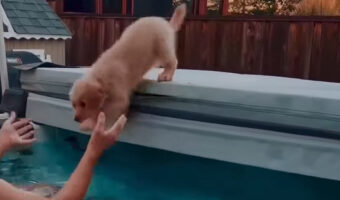 勇気を振り絞った子犬。湯船を怖がっていたけれど・・飼い主さんに向かってダイブ!!【アメリカ・動画】