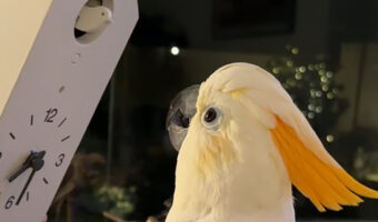 キバタンは新入りが気になる?鳩時計から姿を見せるカラクリを食い入るように見つめています!!【アメリカ・動画】