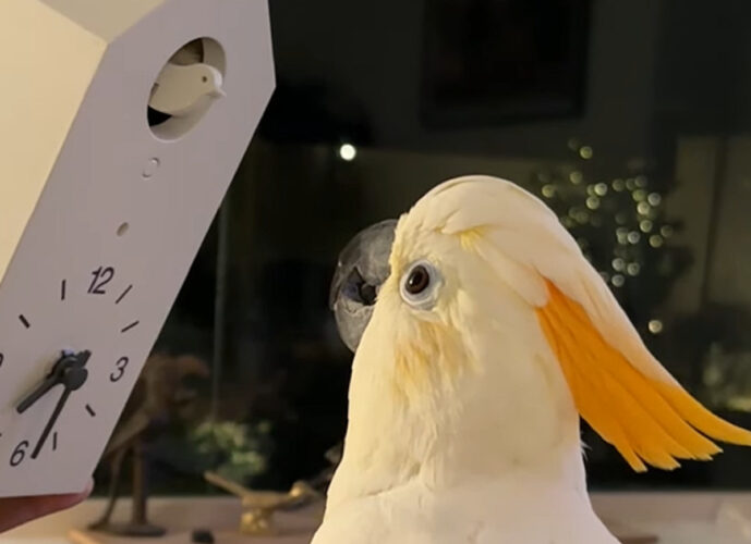 キバタンは新入りが気になる？鳩時計から姿を見せるカラクリを食い入るように見つめています！！【アメリカ・動画】