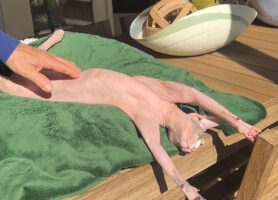 日向ぼっこ中のスフィンクス猫。ヘソ天しているところにちょっかいをかけたら・・【アメリカ・動画】