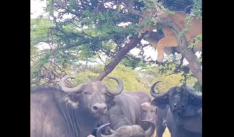 ライオンもこうなったらどうしようもない？バッファローに囲まれ逃げたのは木の上！！【海外・動画】