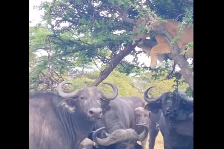 ライオンもこうなったらどうしようもない？バッファローに囲まれ逃げたのは木の上！！【海外・動画】
