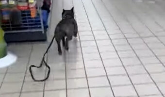店内を駆け回るブルドッグ。飼い主さんとおいかけっこをはじめたのは・・お店に入った瞬間見つけた『あの商品』が原因でした！！【海外・動画】