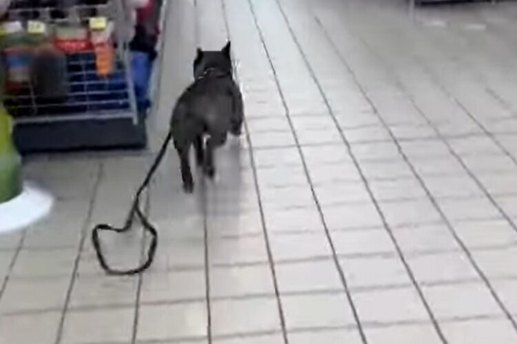 店内を駆け回るブルドッグ。飼い主さんとおいかけっこをはじめたのは・・お店に入った瞬間見つけた『あの商品』が原因でした！！【海外・動画】