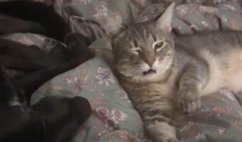 「ぐえっ」てイヤな顔をしている・・。猫が一緒に寝ている犬に顔を寄せたと思ったら・・【アメリカ・動画】