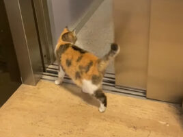 もしかして乗り慣れてる？猫がエレベーターに乗ってフロア移動！！【海外・動画】