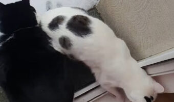 あまりの冷たさにビックリした？雪を初めて見た子猫たち。外に出たと思ったら・・すぐに戻ってきました！！【海外・動画】