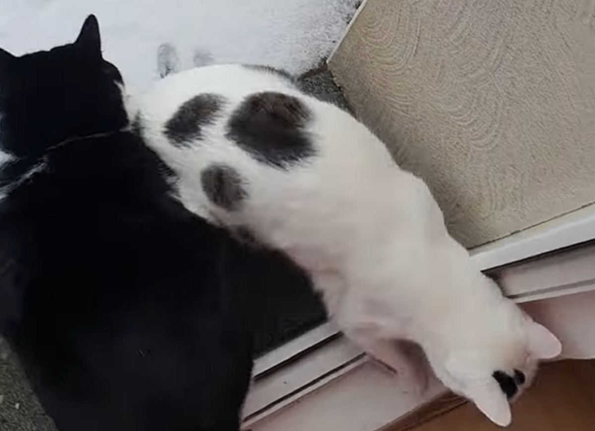 あまりの冷たさにビックリした?雪を初めて見た子猫たち。外に出たと思ったら・・すぐに戻ってきました!!【海外・動画】