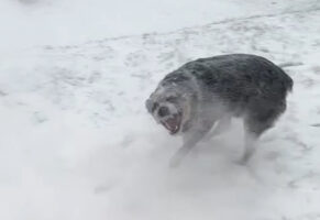 ブロワーで除雪作業をしていたら・・。ブルーヒーラーがはしゃいで楽しそう！！【アメリカ・動画】