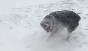 ブロワーで除雪作業をしていたら・・。ブルーヒーラーがはしゃいで楽しそう！！【アメリカ・動画】