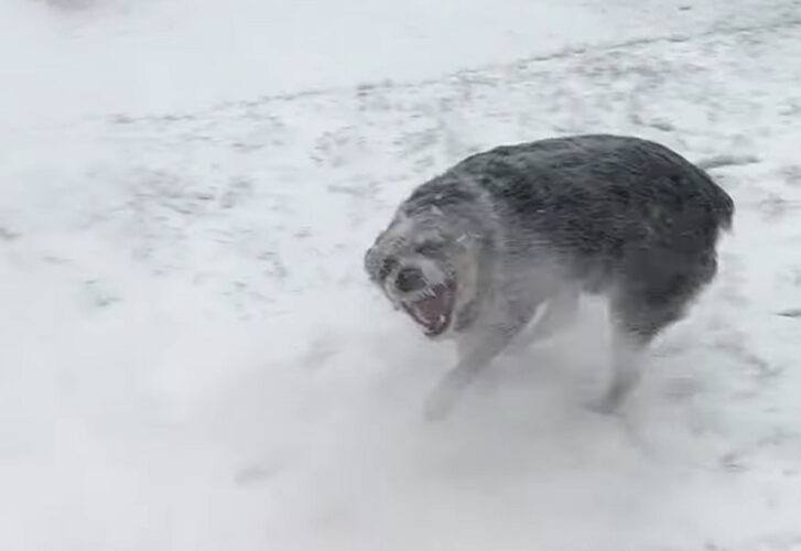 ブロワーで除雪作業をしていたら・・。ブルーヒーラーがはしゃいで楽しそう！！【アメリカ・動画】