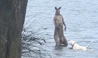 カンガルーVS犬の水中バトル！？犬が向かっていった先にいたのは・・カンガルー！？！？【海外・動画】