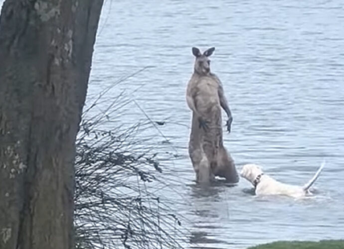 カンガルーVS犬の水中バトル！？犬が向かっていった先にいたのは・・カンガルー！？！？【海外・動画】