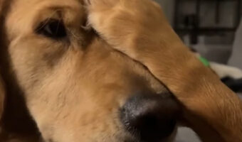 ゴールデンリトリバーのかわいいイタズラ?兄弟の顔を・・ピシャ!