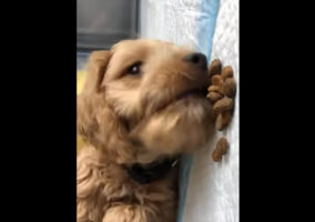 子犬は起き上がりたくない？寝転んだままごはんをパクリ！！【アメリカ・動画】