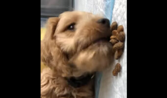 子犬は起き上がりたくない？寝転んだままごはんをパクリ！！【アメリカ・動画】