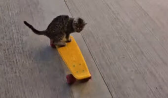 スケートボードで遊ぶ子猫。見事な乗りこなしを披露！！【海外・動画】