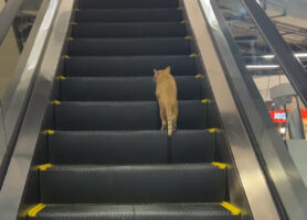 歩いても歩いても上の階まで辿り着けない・・。猫が進むのは下りエスカレーター！！【海外・動画】