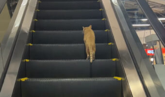 歩いても歩いても上の階まで辿り着けない・・。猫が進むのは下りエスカレーター!!【海外・動画】
