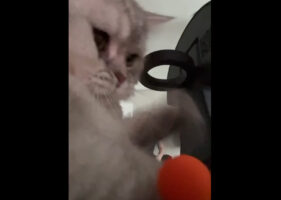 飼い主さんのミラクルショットを邪魔した？いいえ、飼い主さんにパスをもらい、猫がダンクシュートを決めた！！【アメリカ・動画】