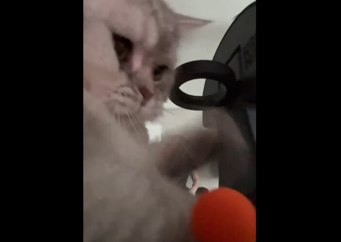 飼い主さんのミラクルショットを邪魔した？いいえ、飼い主さんにパスをもらい、猫がダンクシュートを決めた！！【アメリカ・動画】