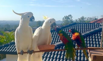 朝7時に始まったごはんを巡る熱いバトル。キバタンとゴシキセイガイインコの争いの勝者はどっちだ!?【海外・動画】