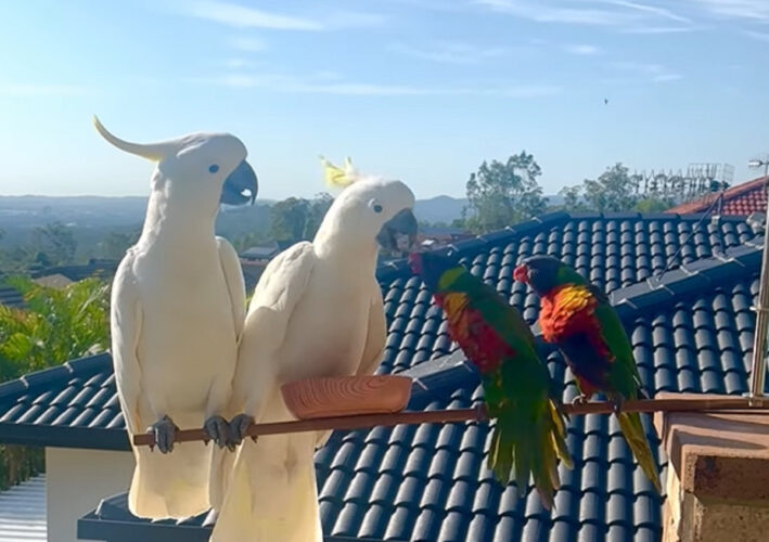 朝7時に始まったごはんを巡る熱いバトル。キバタンとゴシキセイガイインコの争いの勝者はどっちだ！？【海外・動画】