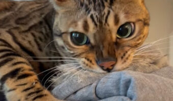 猫が自分のだと主張してる？飼い主さんのジャケットをギュッと抱きしめ離しません！！【アメリカ・動画】