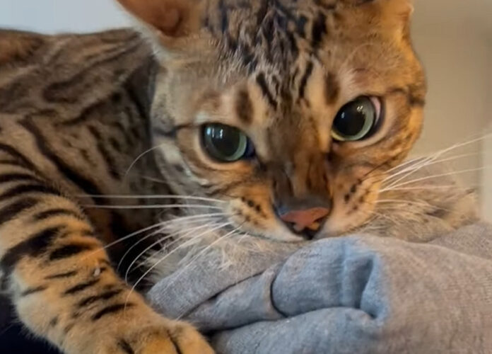 猫が自分のだと主張してる？飼い主さんのジャケットをギュッと抱きしめ離しません！！【アメリカ・動画】