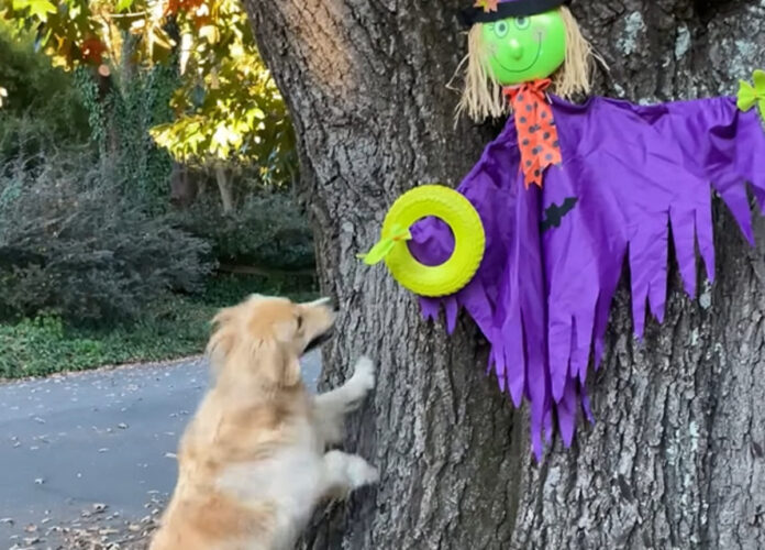 フリスビーで遊びたいゴールデンリトリバー。そのフリスビーを持っているのは怖い魔女のかかし！？【アメリカ・動画】