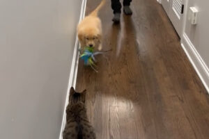 オモチャをくわえて来たゴールデンリトリバーの子犬。この子は子猫と遊びたい！！【アメリカ・動画】