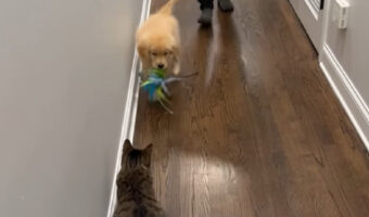 オモチャをくわえて来たゴールデンリトリバーの子犬。この子は子猫と遊びたい!!【アメリカ・動画】