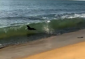 ビーチを駆けるスタッフォードシャーブルテリア。いい波が来ると波に向かって思いっきりジャンプ！？