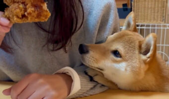 クリスマスシーズンならでは?柴犬の召喚方法が話題に!チキンのいい香りにグッと来たのかな
