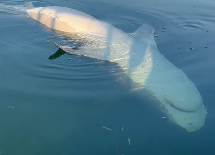 サメが死んでいる？船ですぐ隣を通ってみた結果・・まさかの寝ていただけだった！？！？【アメリカ・動画】