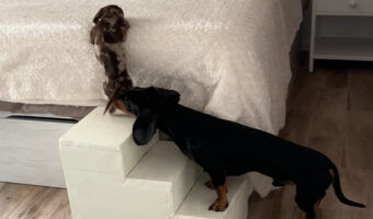 ナイスアシスト!ベッドの上に行きたい子犬をダックスフンドが後ろから押してあげています!!【海外・動画】