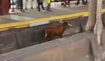 線路を走りホームにやってきたのは電車ではなく・・、なんとウシが駆けてきた!!【アメリカ・動画】