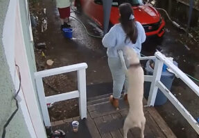 事故に繋がらなくてよかった。元気なドーベルマンが飼い主さんに飛びかかりますが・・、飼い主さんがいたのは階段の前！？！？【アメリカ・動画】