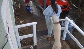 事故に繋がらなくてよかった。元気なドーベルマンが飼い主さんに飛びかかりますが・・、飼い主さんがいたのは階段の前!?!?【アメリカ・動画】