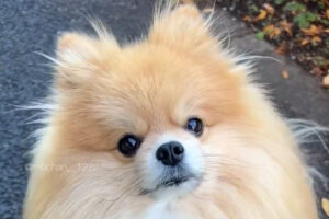 飼い主さんの言葉にキョトン。飼い主さんに「お家帰ろっか」と言われた時のポメラニアンのリアクションがかわいすぎる！！