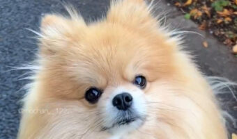 飼い主さんの言葉にキョトン。飼い主さんに「お家帰ろっか」と言われた時のポメラニアンのリアクションがかわいすぎる！！