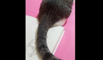 絵を描く飼い主さんの気を引きたい猫。しっぽをフリフリしているのを利用して飼い主さんが取った行動は?【海外・動画】