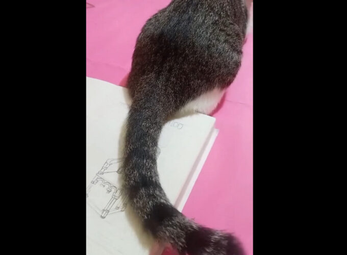 絵を描く飼い主さんの気を引きたい猫。しっぽをフリフリしているのを利用して飼い主さんが取った行動は？【海外・動画】