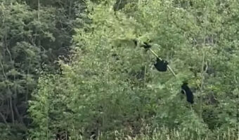 木に登って遊ぶ3匹の子グマ。細い木に3匹も登っていたら・・危ないよ！！【海外・動画】