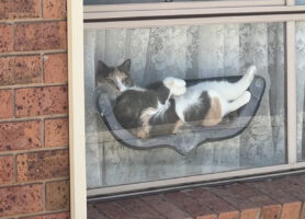 しっかり目があった！猫は窓辺のベッドでのんびりくつろいでいる【海外・動画】