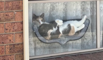 しっかり目があった!猫は窓辺のベッドでのんびりくつろいでいる【海外・動画】
