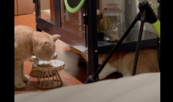 もぐもぐ中の猫。のんびり食事を続けていたら意外な場所から横取りされた!!【海外・動画】