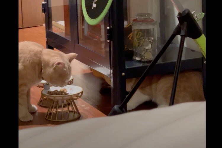 もぐもぐ中の猫。のんびり食事を続けていたら意外な場所から横取りされた！！【海外・動画】